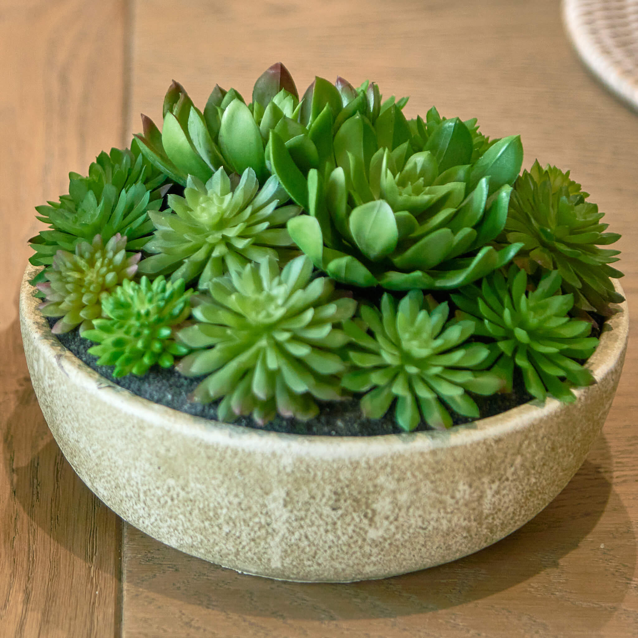 echeveria mixed succulent indoor plant Round Mixed Echeveria Pot - Medium